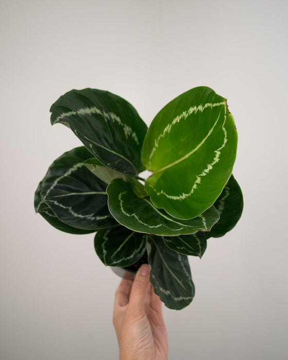Calathea 'Green Goddess' - 4"