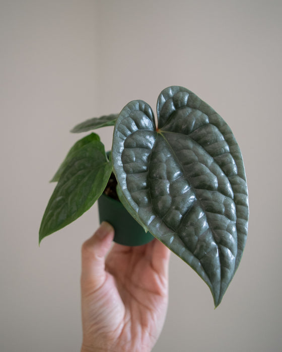 Anthurium 'Luxurians' - 3"