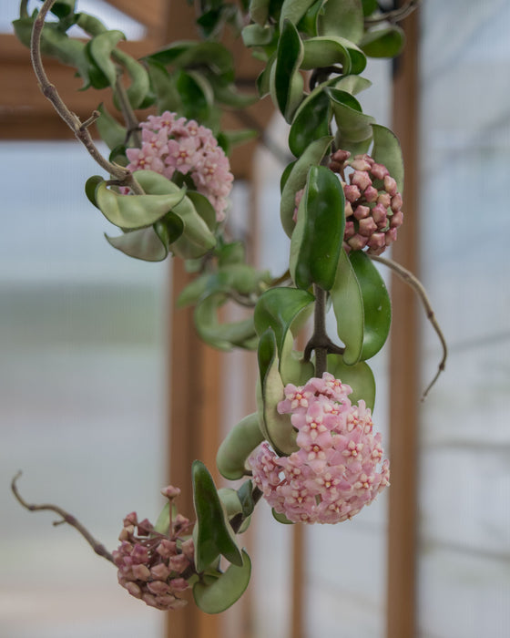 Hoya Carnosa 'Compacta' XXL - 6" (3.5ft) (Pick Up Only)