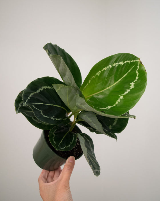 Calathea 'Green Goddess' - 4"
