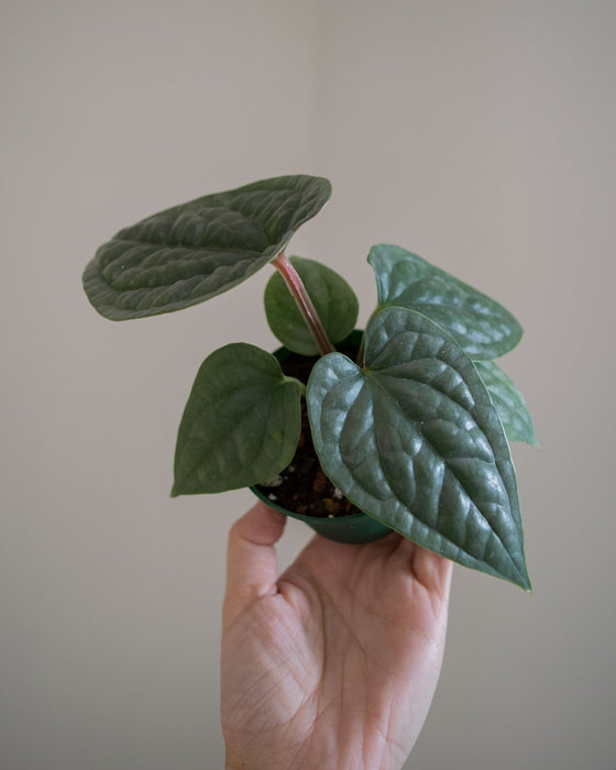 Anthurium 'Luxurians' - 3"