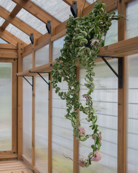 Hoya Carnosa 'Compacta' XXL - 6" (3.5ft) (Pick Up Only)