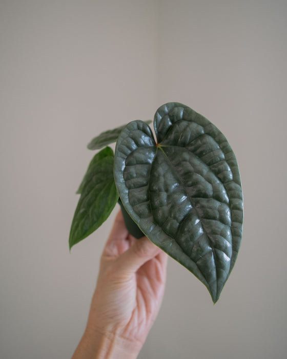 Anthurium 'Luxurians' - 3"