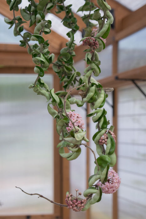 Hoya Carnosa 'Compacta' XXL - 6" (3.5ft) (Pick Up Only)