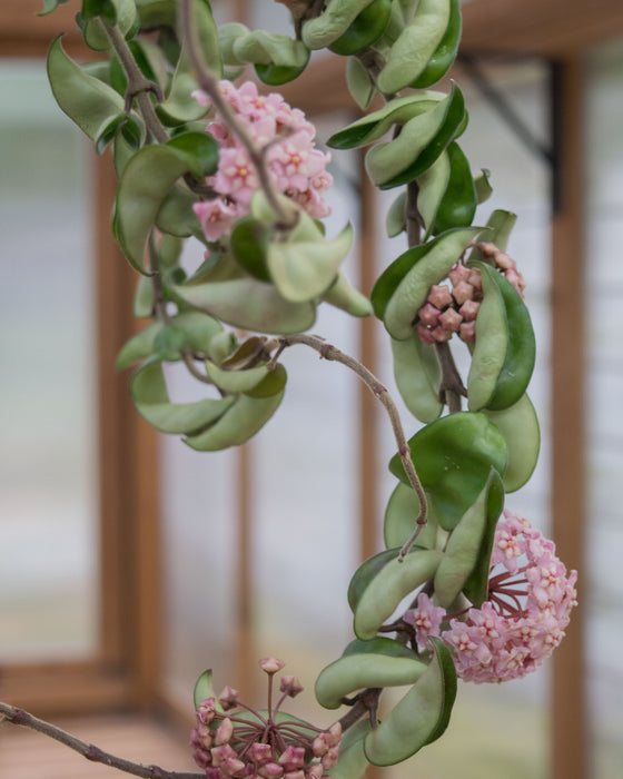 Hoya Carnosa 'Compacta' XXL - 6" (3.5ft) (Pick Up Only)