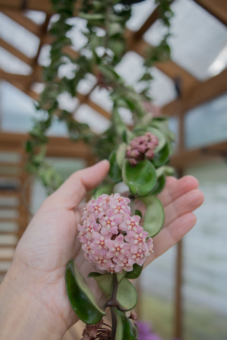 Hoya Carnosa 'Compacta' XXL - 6" (3.5ft) (Pick Up Only)