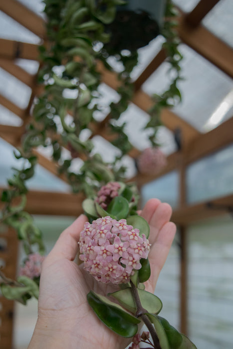 Hoya Carnosa 'Compacta' XXL - 6" (3.5ft) (Pick Up Only)