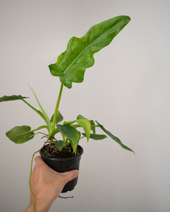Philodendron 'Bob Cee Variegated' - 4"