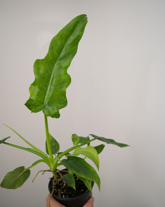 Philodendron 'Bob Cee Variegated' - 4"