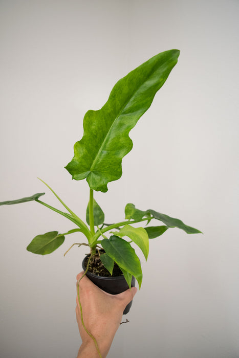 Philodendron 'Bob Cee Variegated' - 4"