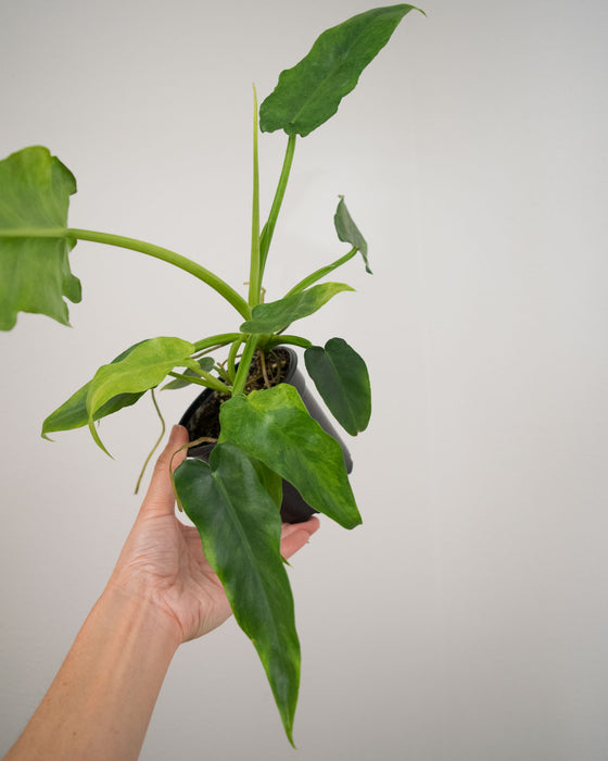 Philodendron 'Bob Cee Variegated' - 4"