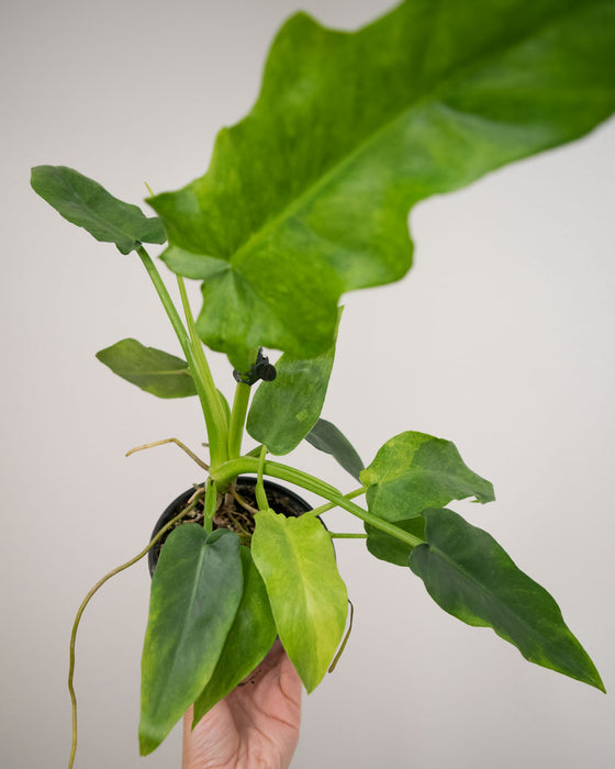 Philodendron 'Bob Cee Variegated' - 4"