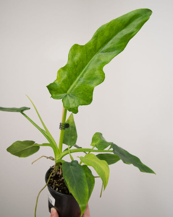 Philodendron 'Bob Cee Variegated' - 4"