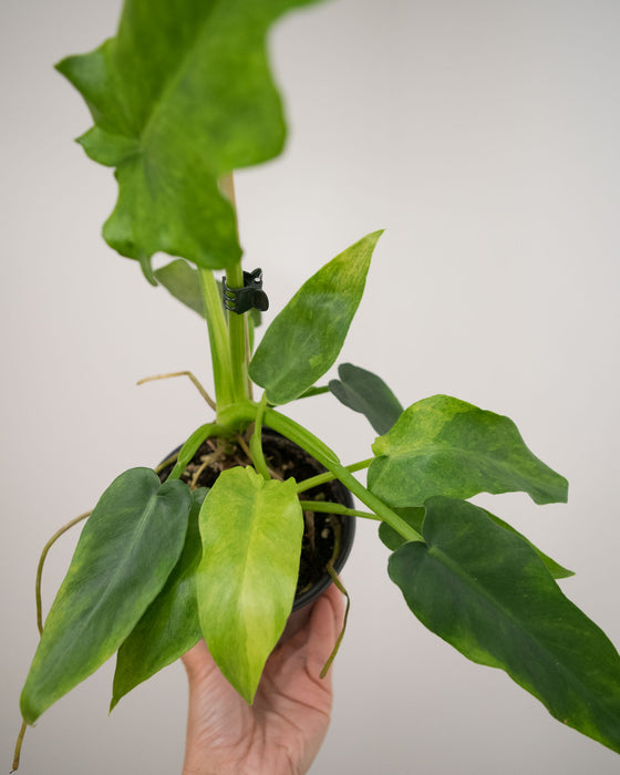 Philodendron 'Bob Cee Variegated' - 4"