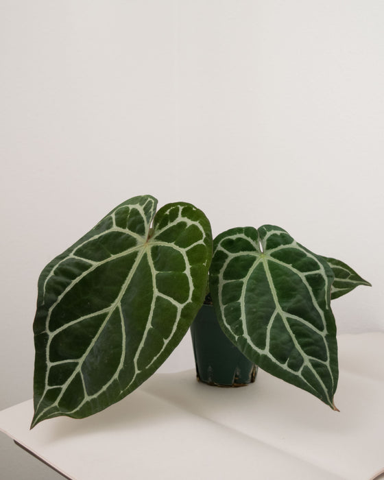 Anthurium 'Brielle' - 5" (Pick Up Only)
