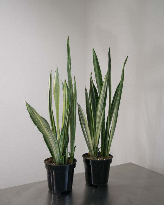 Sansevieria 'Bantel's Sensation' - 4"