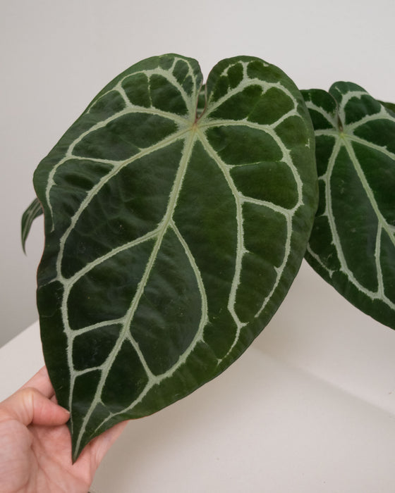 Anthurium 'Brielle' - 5" (Pick Up Only)