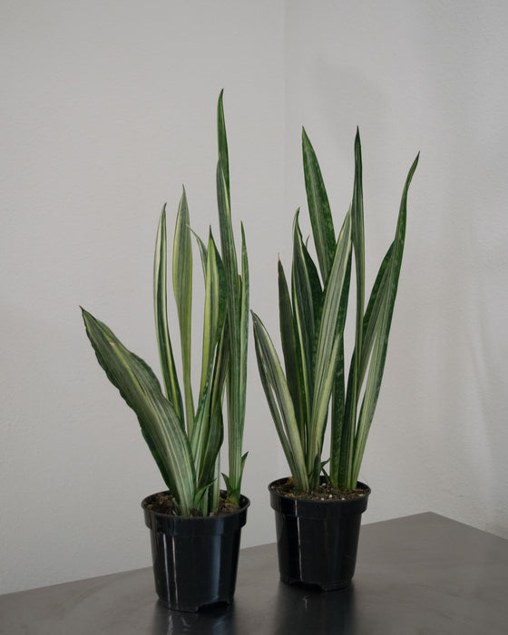 Sansevieria 'Bantel's Sensation' - 4"