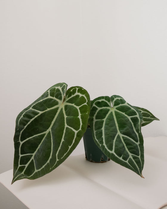 Anthurium 'Brielle' - 5" (Pick Up Only)
