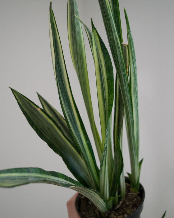 Sansevieria 'Bantel's Sensation' - 4"