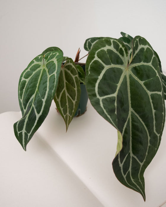 Anthurium 'Brielle' - 5" (Pick Up Only)