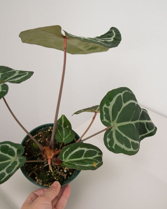 Anthurium 'Brielle' - 5" (Pick Up Only)