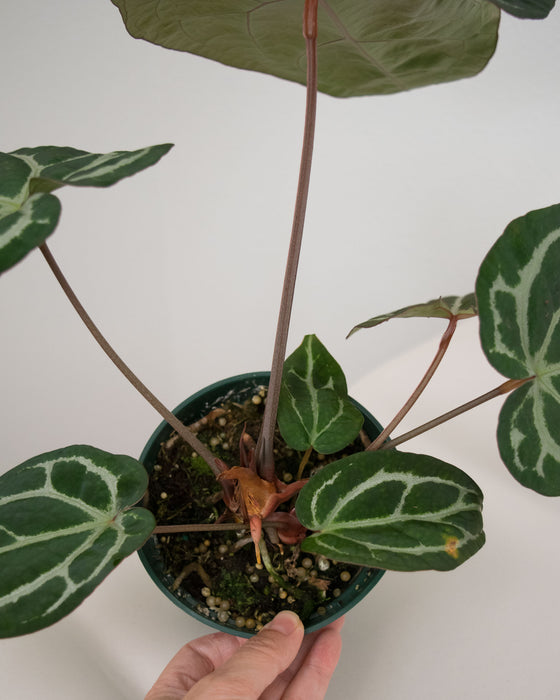 Anthurium 'Brielle' - 5" (Pick Up Only)