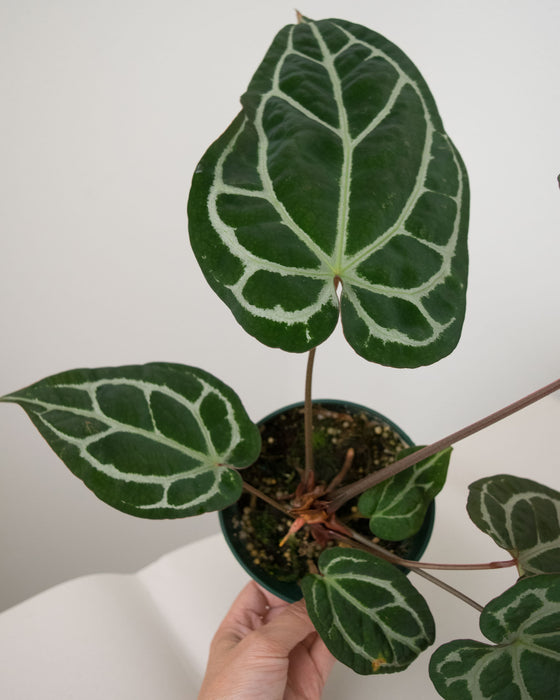 Anthurium 'Brielle' - 5" (Pick Up Only)