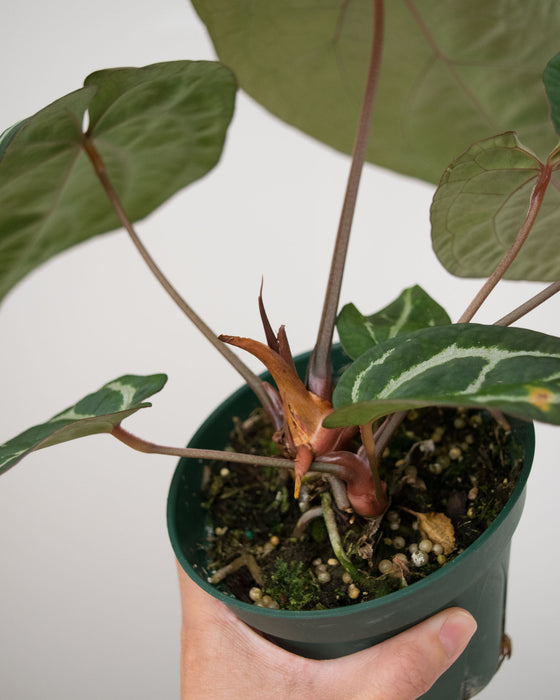 Anthurium 'Brielle' - 5" (Pick Up Only)