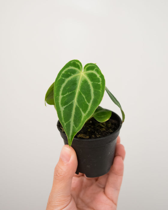 Anthurium 'Dorayaki' - 2"