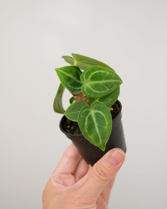 Anthurium 'Dorayaki' - 2"