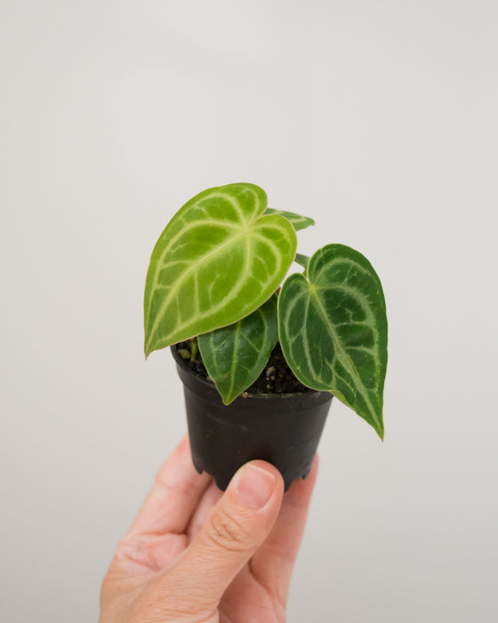 Anthurium 'Dorayaki' - 2"