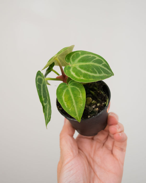 Anthurium 'Dorayaki' - 2"