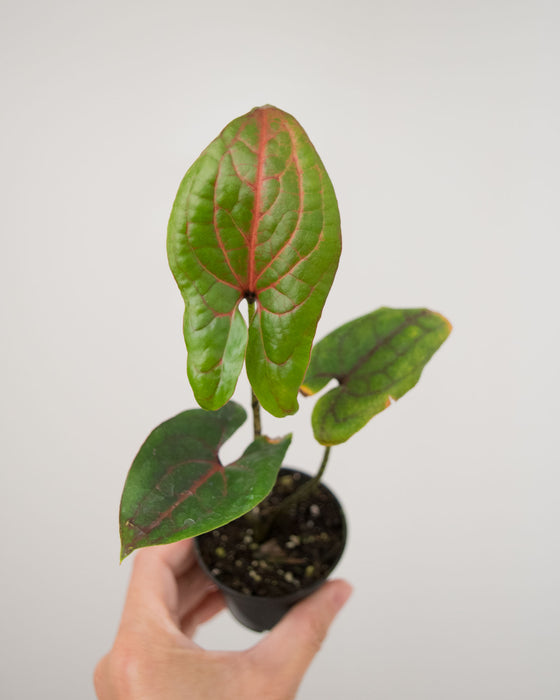 Crytosperma Johnstonii - 2"