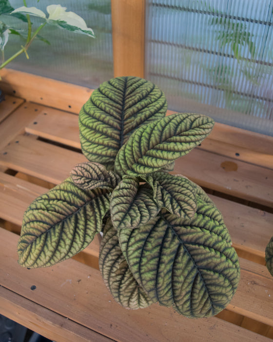 Ardisia 'Cool Fire' - 4" (Pick Up Only)