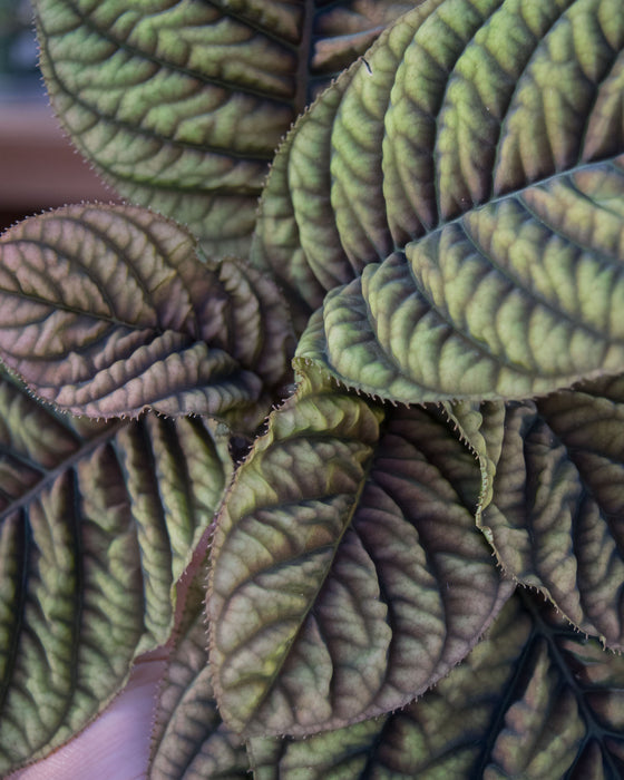 Ardisia 'Cool Fire' - 4" (Pick Up Only)
