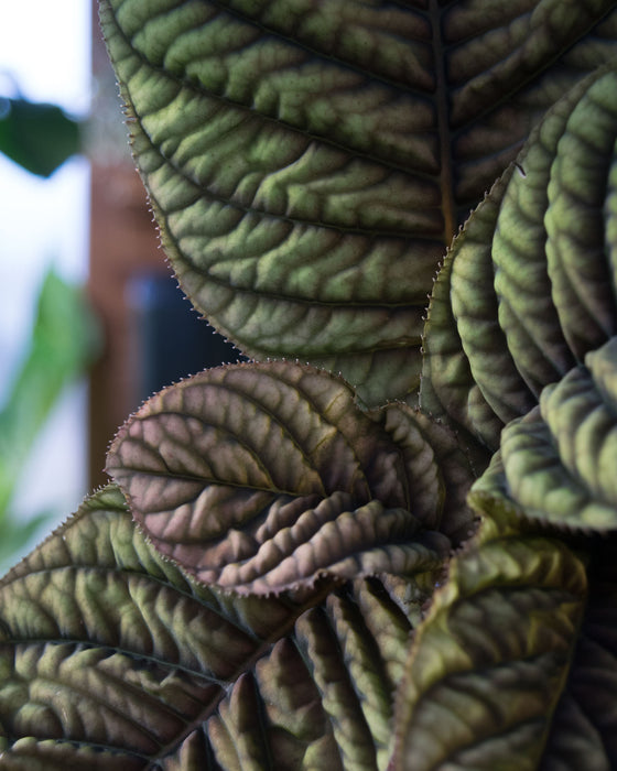 Ardisia 'Cool Fire' - 4" (Pick Up Only)