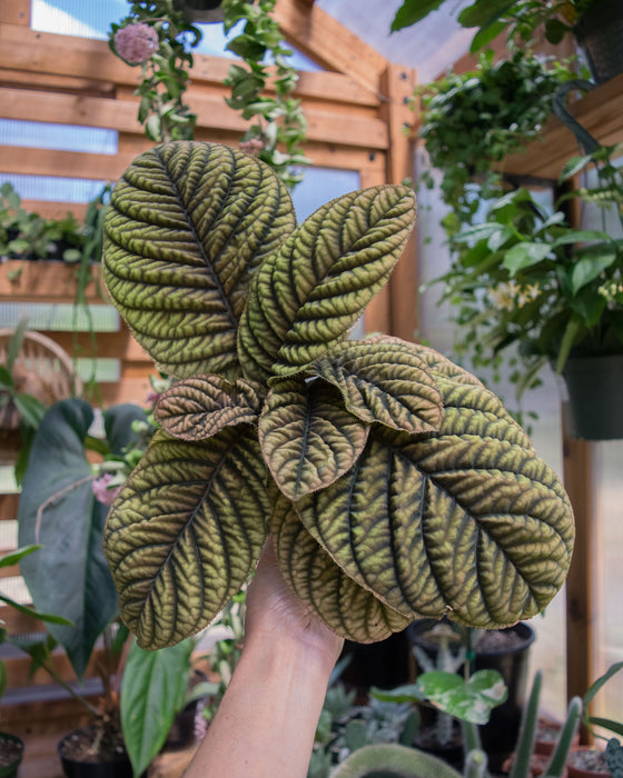 Ardisia 'Cool Fire' - 4" (Pick Up Only)
