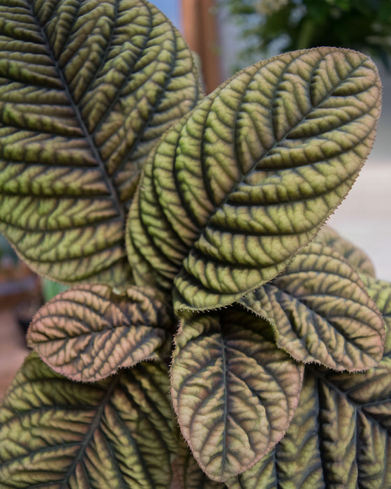 Ardisia 'Cool Fire' - 4" (Pick Up Only)