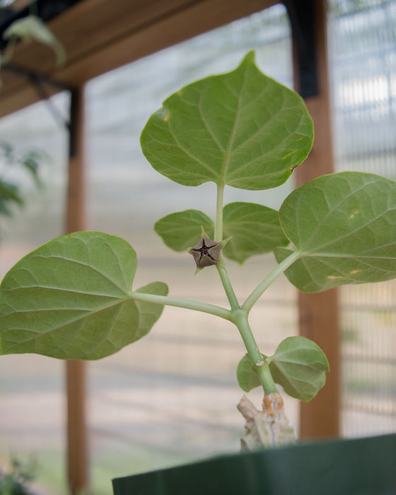 Matelea Cyclophylla - 4"