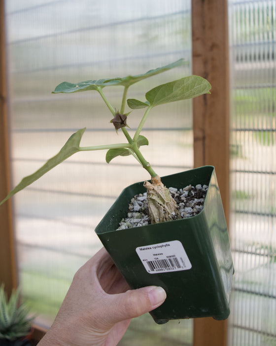 Matelea Cyclophylla - 4"