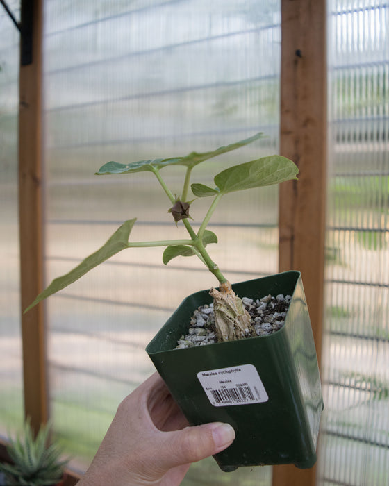 Matelea Cyclophylla - 4"