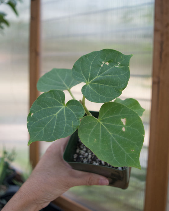 Matelea Cyclophylla - 4"
