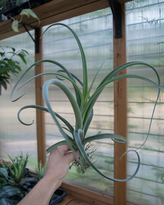 Tillandsia 'Curly Slim'