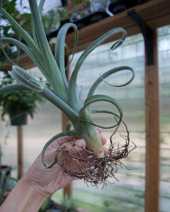 Tillandsia 'Curly Slim'