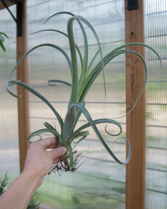 Tillandsia 'Curly Slim'