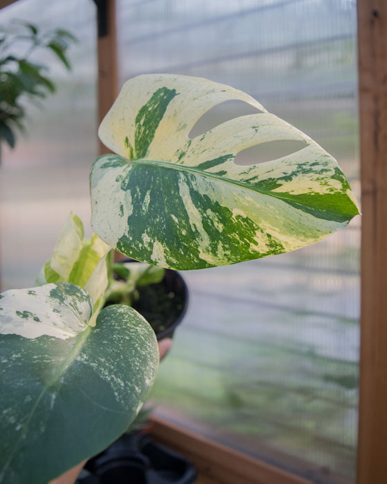 Monstera Deliciosa 'White Monster' - 4"