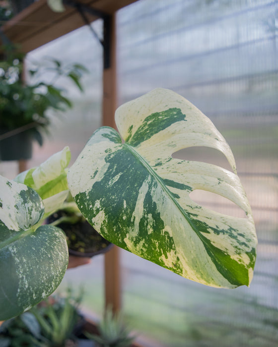 Monstera Deliciosa 'White Monster' - 4"