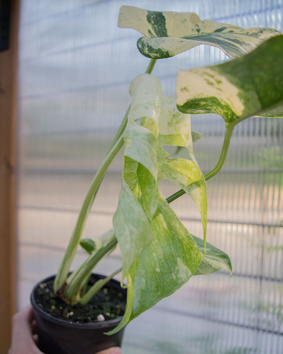 Monstera Deliciosa 'White Monster' - 4"