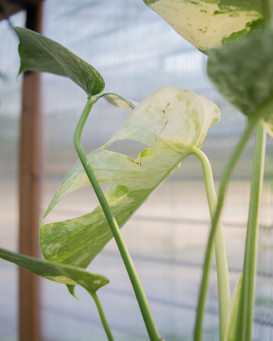 Monstera Deliciosa 'White Monster' - 4"